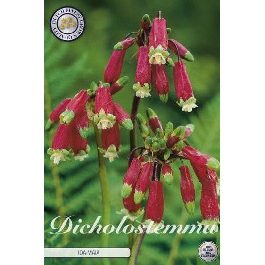 Indianhyacint-Dicholostemma 'Ida Maia' 10-pack